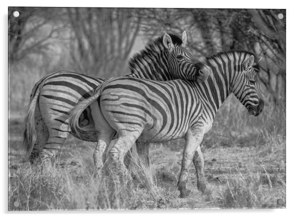 Zebra bonding in nature Acrylic by Childa Santrucek