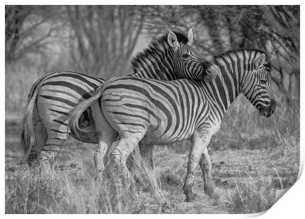 Zebra bonding in nature Print by Childa Santrucek