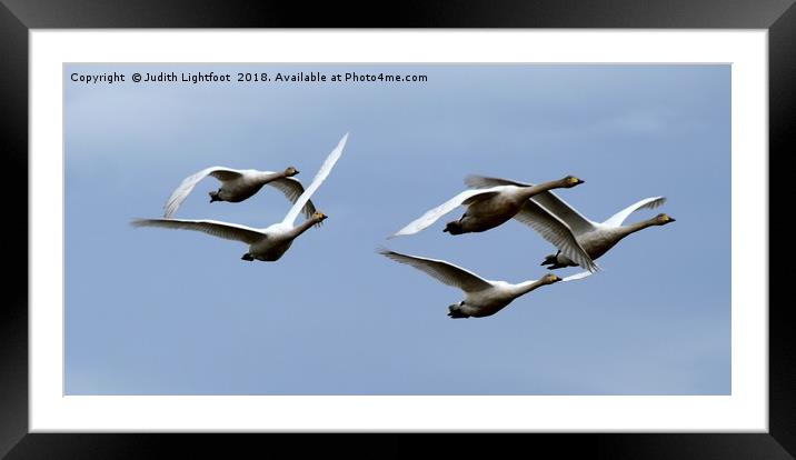 WHOOPER SWANS IN FLIGHT Framed Mounted Print by Judith Lightfoot