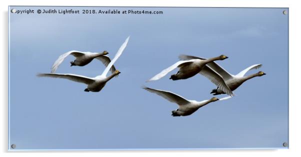WHOOPER SWANS IN FLIGHT Acrylic by Judith Lightfoot
