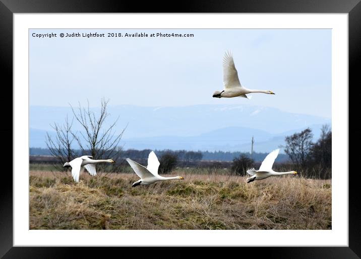WHOOPER SWANS ARE LANDING Framed Mounted Print by Judith Lightfoot