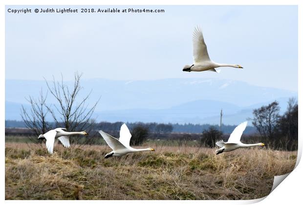 WHOOPER SWANS ARE LANDING Print by Judith Lightfoot