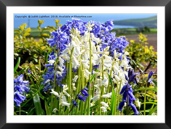 CONTRASTING BLUEBELLS Framed Mounted Print by Judith Lightfoot
