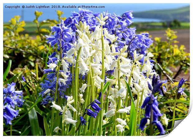 CONTRASTING BLUEBELLS Print by Judith Lightfoot