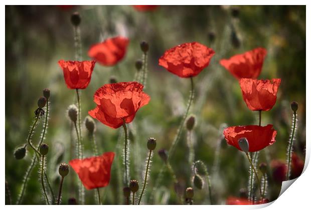 Back lit Red Poppies Print by Ceri Jones