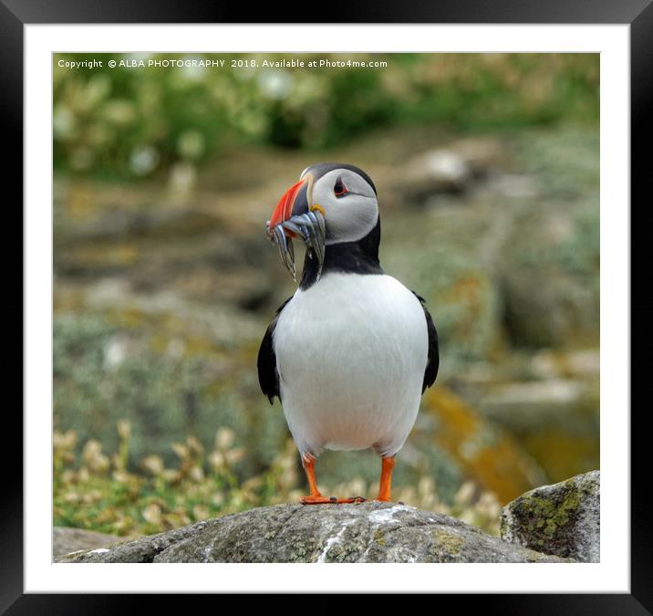 The Atlantic Puffin Framed Mounted Print by ALBA PHOTOGRAPHY