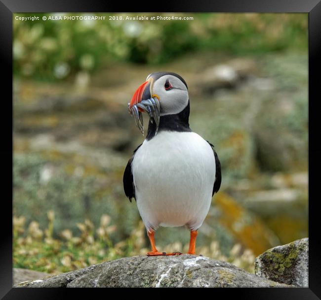 The Atlantic Puffin Framed Print by ALBA PHOTOGRAPHY