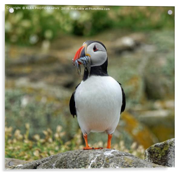 The Atlantic Puffin Acrylic by ALBA PHOTOGRAPHY