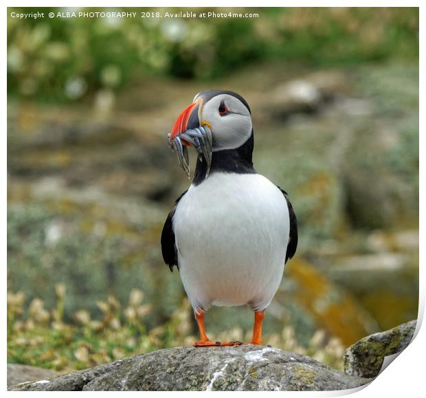 The Atlantic Puffin Print by ALBA PHOTOGRAPHY
