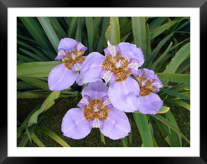 Purple Lilys Framed Mounted Print by Vera Azevedo