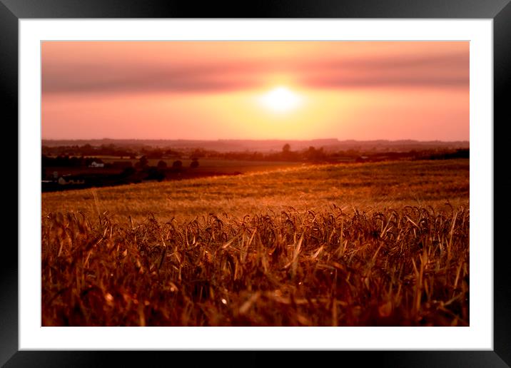 Cornfield sunset Framed Mounted Print by Kevin Elias