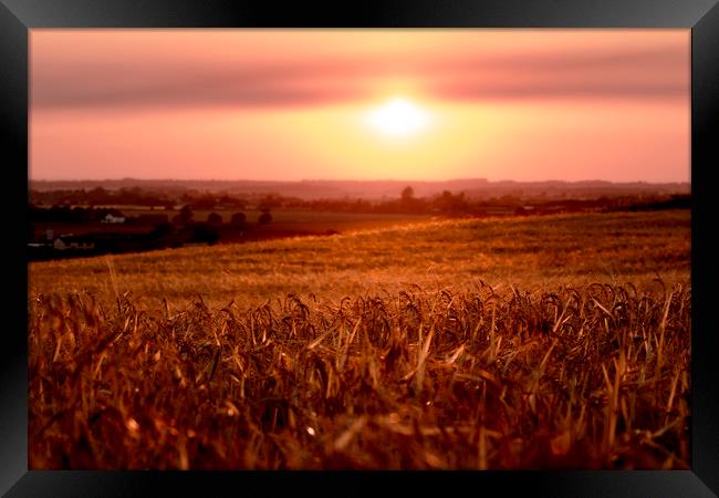 Cornfield sunset Framed Print by Kevin Elias
