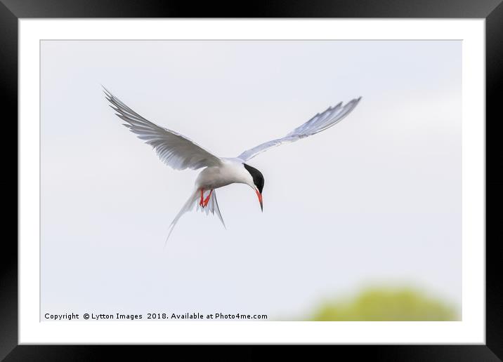 Common Tern Framed Mounted Print by Wayne Lytton