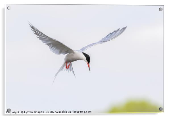 Common Tern Acrylic by Wayne Lytton