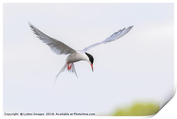 Common Tern Print by Wayne Lytton
