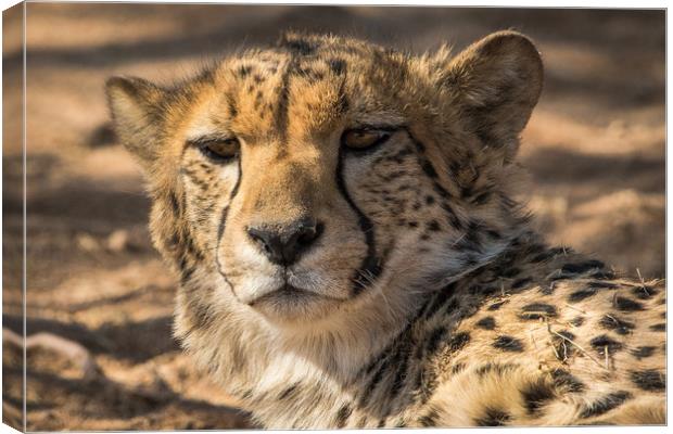 Curious look from this Cheetah Solitaire Namibia  Canvas Print by Childa Santrucek