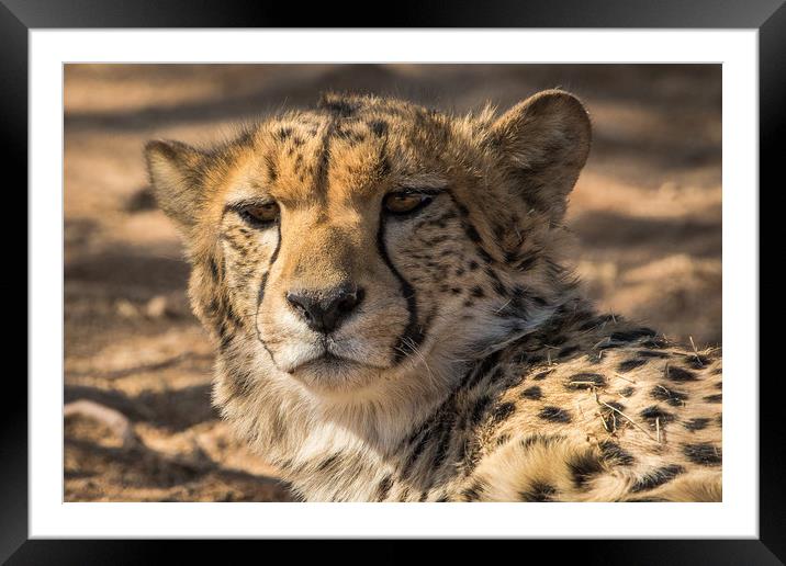 Curious look from this Cheetah Solitaire Namibia  Framed Mounted Print by Childa Santrucek