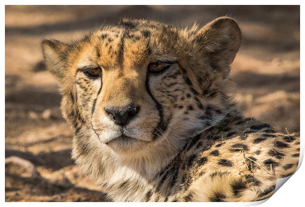 Curious look from this Cheetah Solitaire Namibia  Print by Childa Santrucek