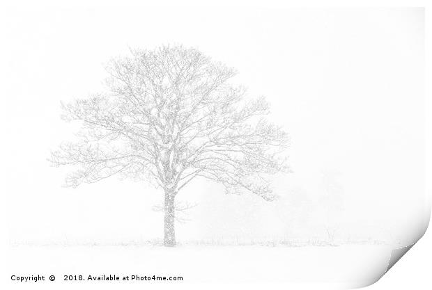 Winter Tree Print by Dave Turner