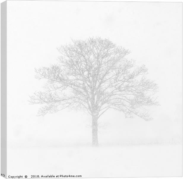 Tree in the Snow Canvas Print by Dave Turner