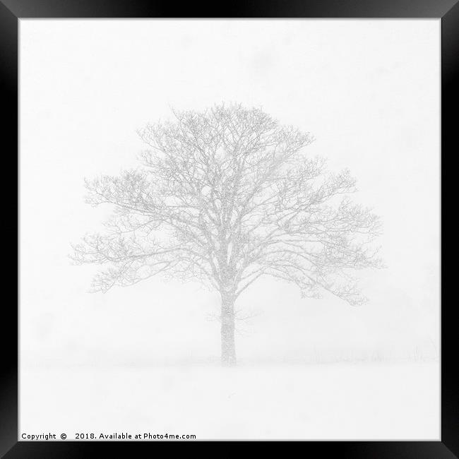 Tree in the Snow Framed Print by Dave Turner