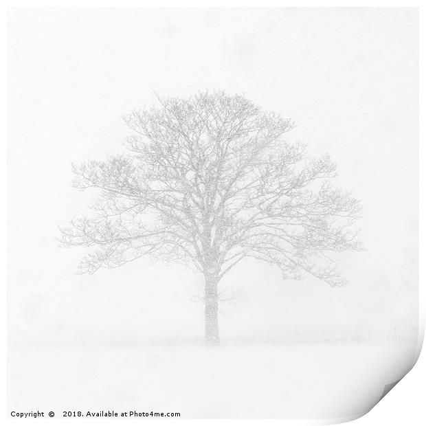 Tree in the Snow Print by Dave Turner