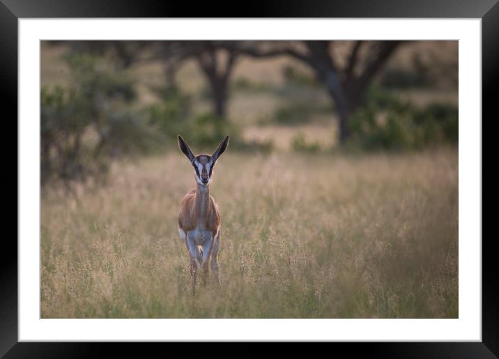 Baby Springbok in the sunset, Mokala National Park Framed Mounted Print by Childa Santrucek