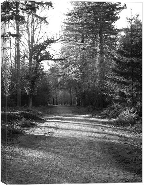 A Walk In The Forest Canvas Print by kelly Draper