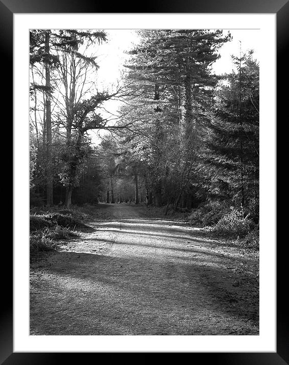 A Walk In The Forest Framed Mounted Print by kelly Draper