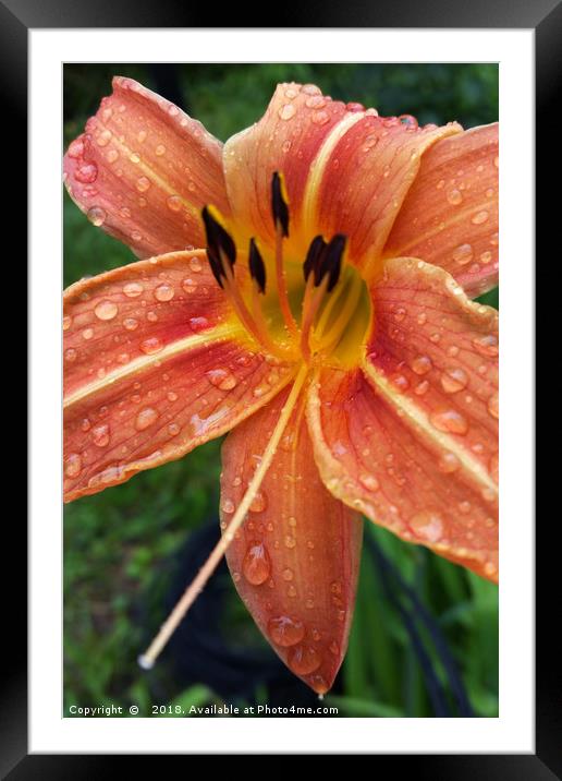 One day lily Framed Mounted Print by Marinela Feier