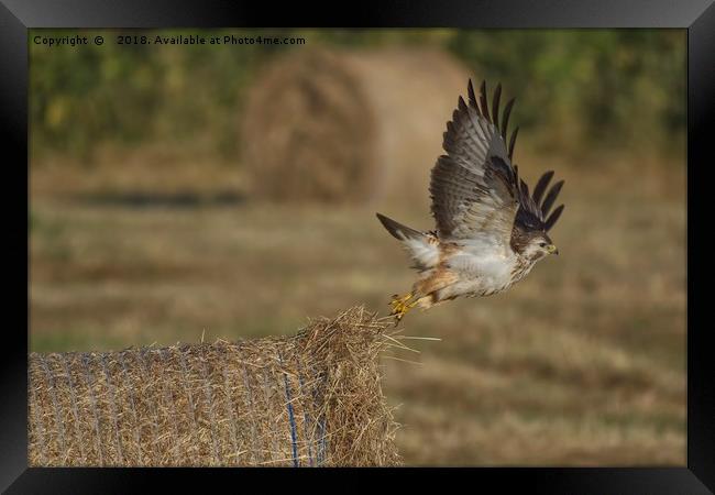Buzzard taking off from a hay bale Framed Print by Will Badman