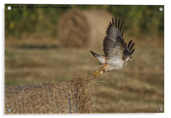 Buzzard taking off from a hay bale Acrylic by Will Badman