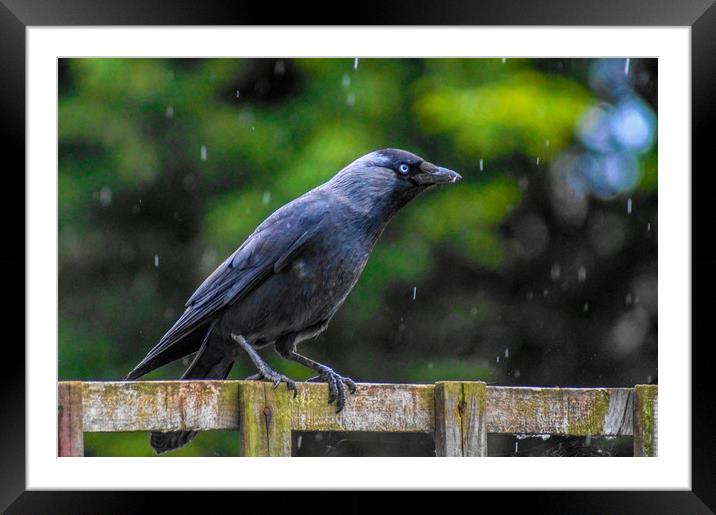 A Jackdaw on a rainy day Framed Mounted Print by Ieuan Evans