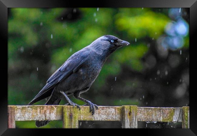 A Jackdaw on a rainy day Framed Print by Ieuan Evans