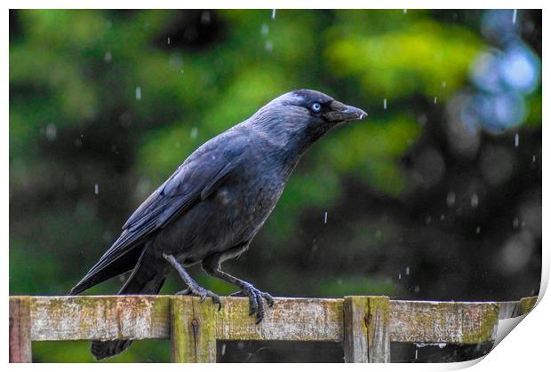 A Jackdaw on a rainy day Print by Ieuan Evans