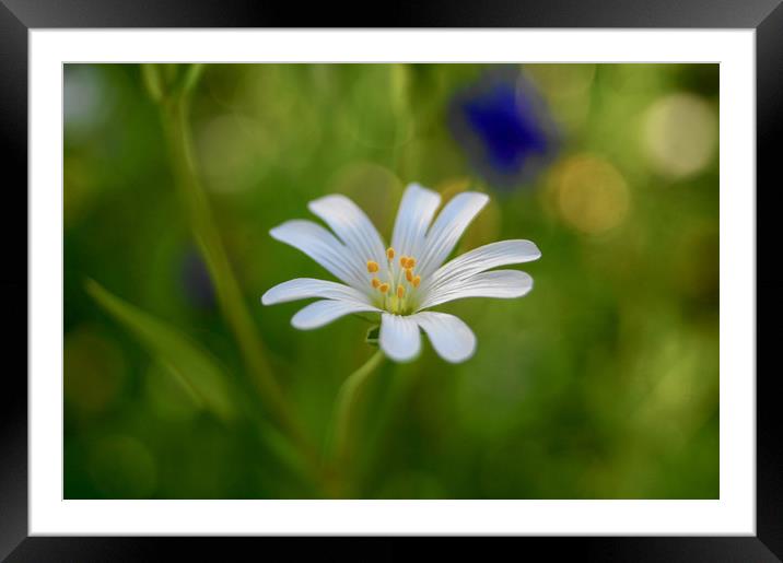  Stellaria holostea Framed Mounted Print by Ieuan Evans