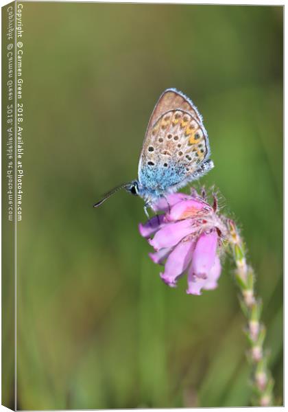 Silver-studded blue butterfly  Canvas Print by Carmen Green