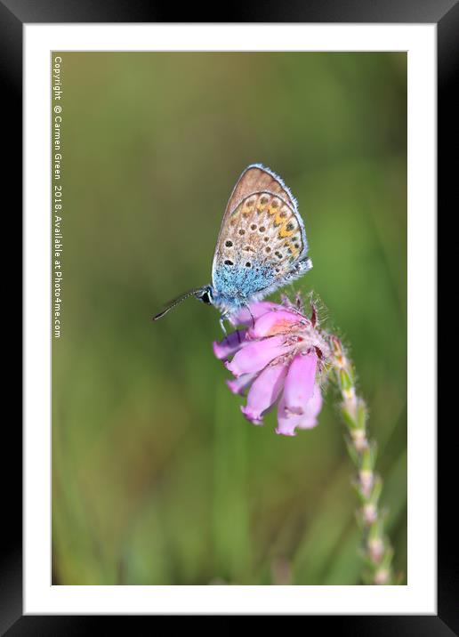 Silver-studded blue butterfly  Framed Mounted Print by Carmen Green