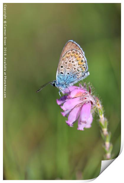 Silver-studded blue butterfly  Print by Carmen Green