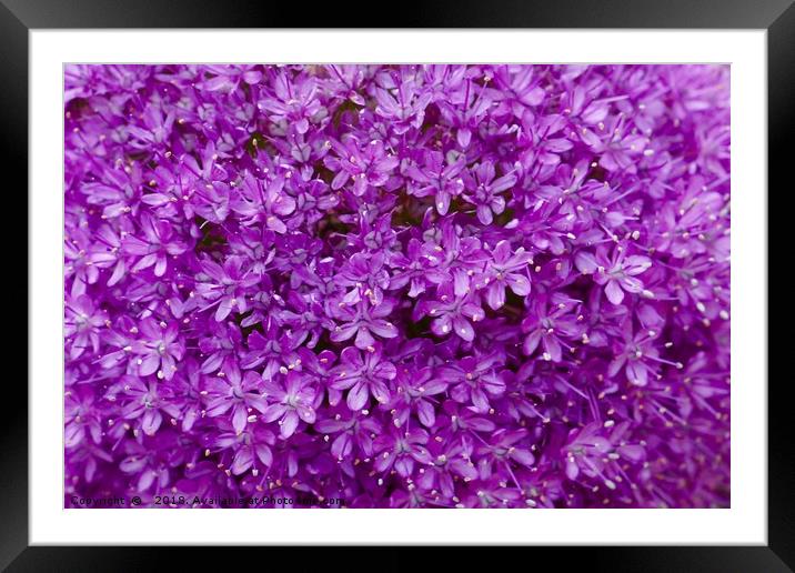 Large purple Allium Gigantium Framed Mounted Print by Penny Martin