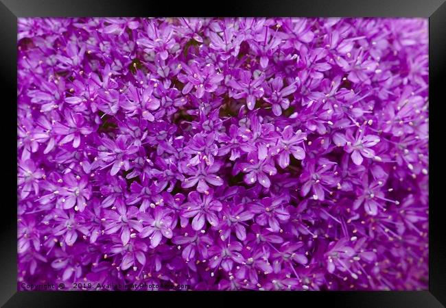 Large purple Allium Gigantium Framed Print by Penny Martin