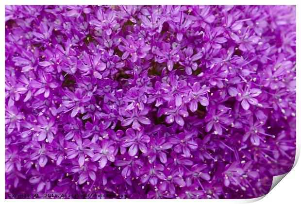 Large purple Allium Gigantium Print by Penny Martin