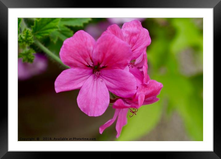 Purple Pink Flowers Framed Mounted Print by Penny Martin