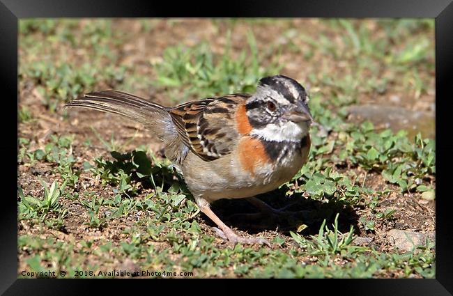 Rufous-collared Sparrow Framed Print by Carole-Anne Fooks