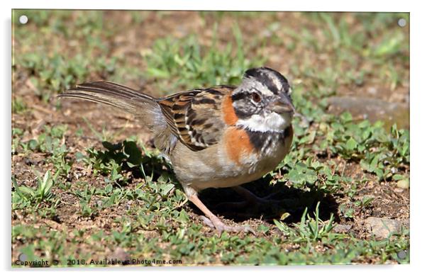 Rufous-collared Sparrow Acrylic by Carole-Anne Fooks