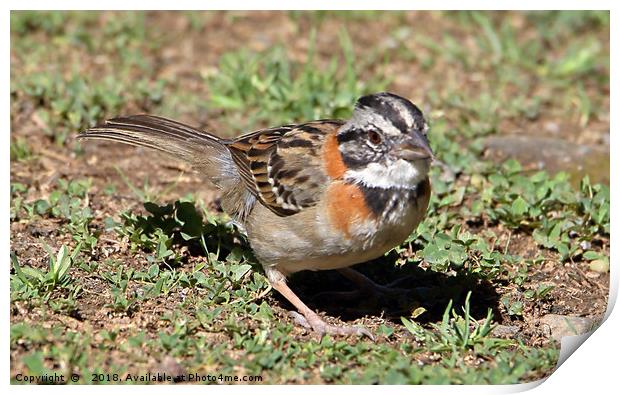 Rufous-collared Sparrow Print by Carole-Anne Fooks