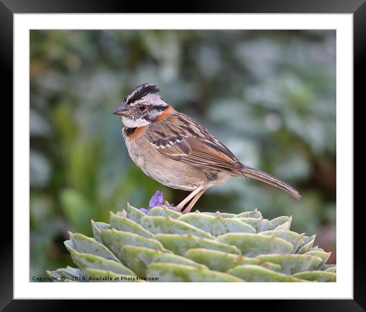 Rufous-collared Sparrow Framed Mounted Print by Carole-Anne Fooks