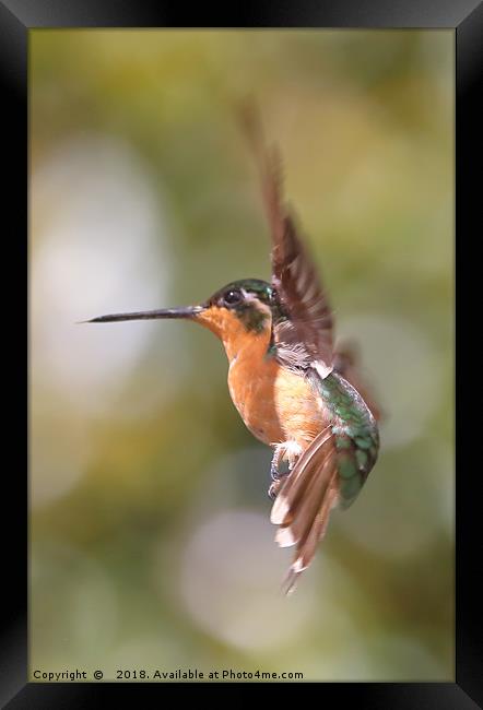 Hummingbird Acrobatics Framed Print by Carole-Anne Fooks