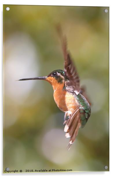 Hummingbird Acrobatics Acrylic by Carole-Anne Fooks