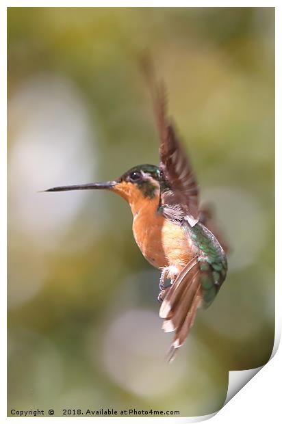 Hummingbird Acrobatics Print by Carole-Anne Fooks